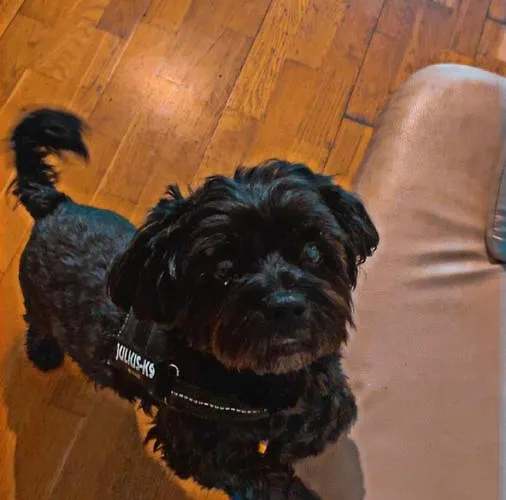 Black Dog Hostel Budapeszt